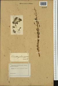 Ornithogalum pyrenaicum L., Western Europe (EUR) (Not classified)