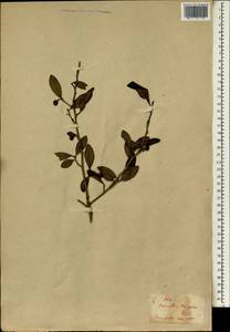 Camellia sinensis var. assamica (Masters) Kitamura, South Asia, South Asia (Asia outside ex-Soviet states and Mongolia) (ASIA) (Japan)