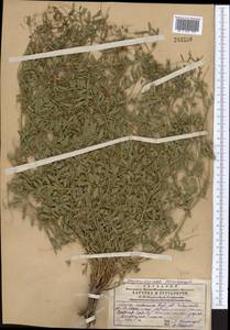 Vicia kokanica Regel & Schmalh., Middle Asia, Western Tian Shan & Karatau (M3) (Kazakhstan)