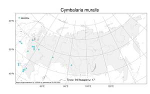 Cymbalaria muralis G. Gaertn., B. Mey. & Scherb., Atlas of the Russian Flora (FLORUS) (Russia)