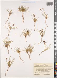 Ephedra regeliana Florin, Middle Asia, Northern & Central Tian Shan (M4) (Kazakhstan)