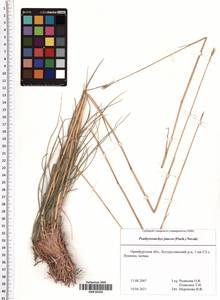 Psathyrostachys juncea (Fisch.) Nevski, Eastern Europe, Eastern region (E10) (Russia)