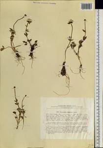 Ranunculus sulphureus Sol. ex J. B. Phipps, Siberia, Baikal & Transbaikal region (S4) (Russia)