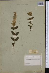 Scutellaria, Siberia (no precise locality) (S0) (Russia)