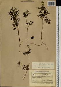 Aconitum glandulosum Rapaics, Siberia, Baikal & Transbaikal region (S4) (Russia)