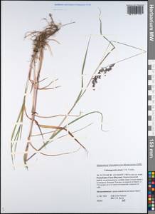Calamagrostis angustifolia Kom., Siberia, Yakutia (S5) (Russia)