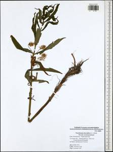 Lysimachia thyrsiflora L., Eastern Europe, Central region (E4) (Russia)