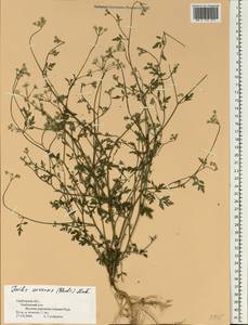Torilis arvensis (Huds.) Link, Eastern Europe, Central forest-and-steppe region (E6) (Russia)