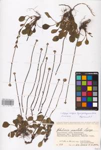 Globularia bisnagarica L., Middle Asia, Caspian Ustyurt & Northern Aralia (M8) (Kazakhstan)