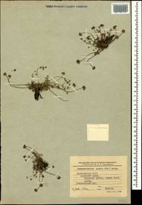 Chamaesciadium acaule (M. Bieb.) Boiss., Caucasus, Dagestan (K2) (Russia)