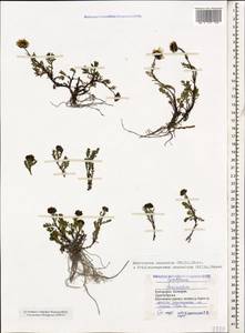 Tripleurospermum caucasicum (Willd.) Hayek, Caucasus, Stavropol Krai, Karachay-Cherkessia & Kabardino-Balkaria (K1b) (Russia)