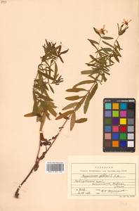 Hypericum ascyron subsp. gebleri (Ledeb.) N.Robson, Siberia, Russian Far East (S6) (Russia)