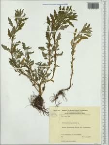 Oxybasis glauca (L.) S. Fuentes, Uotila & Borsch, Western Europe (EUR) (Germany)