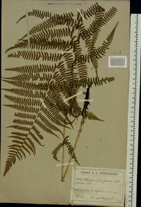 Athyrium filix-femina (L.) Roth, Eastern Europe, Moscow region (E4a) (Russia)