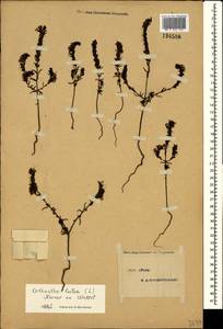 Odontites luteus (L.) Clairv., Crimea (KRYM) (Russia)