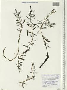 Myriophyllum sibiricum Komarov, Eastern Europe, Belarus (E3a) (Belarus)