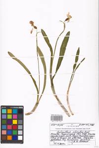 Galanthus plicatus M.Bieb., Eastern Europe, Moscow region (E4a) (Russia)