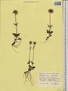 Valeriana capitata Link, Siberia, Western Siberia (S1) (Russia)