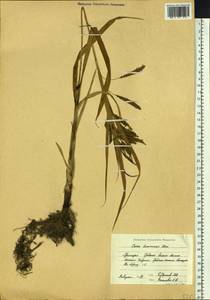 Carex tuminensis Kom., Siberia, Russian Far East (S6) (Russia)
