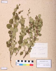 Betula humilis Schrank, Siberia, Central Siberia (S3) (Russia)