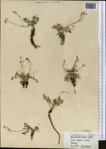 Aulacospermum roseum Korovin, Middle Asia, Western Tian Shan & Karatau (M3) (Uzbekistan)