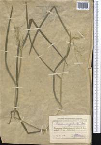 Leersia oryzoides (L.) Sw., Middle Asia, Muyunkumy, Balkhash & Betpak-Dala (M9) (Kazakhstan)