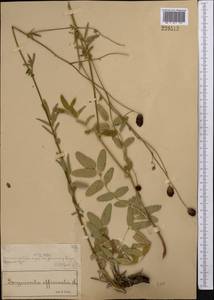 Sanguisorba officinalis L., Middle Asia, Muyunkumy, Balkhash & Betpak-Dala (M9) (Kazakhstan)