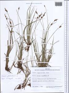 Carex globularis L., Siberia, Russian Far East (S6) (Russia)