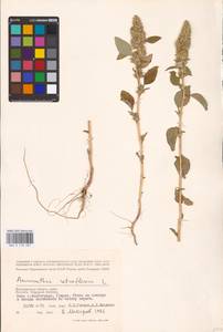 Amaranthus retroflexus L., Eastern Europe, Lower Volga region (E9) (Russia)