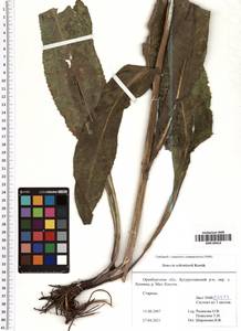Senecio macrophyllus M. Bieb., Eastern Europe, Eastern region (E10) (Russia)
