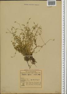 Cerastium alpinum L., Eastern Europe, Northern region (E1) (Russia)