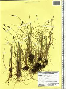 Carex holostoma Drejer, Siberia, Central Siberia (S3) (Russia)