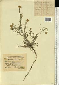 Centaurea arenaria M. Bieb. ex Willd., Eastern Europe, Central forest-and-steppe region (E6) (Russia)