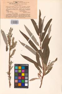 Salix caprea × viminalis, Eastern Europe, Eastern region (E10) (Russia)