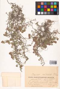 MHA 0 156 881, Thymus calcareus Klokov & Des.-Shost., Eastern Europe, Lower Volga region (E9) (Russia)