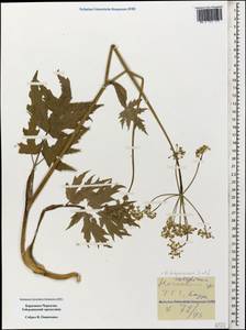 Heracleum freynianum Sommier & Levier, Caucasus, Stavropol Krai, Karachay-Cherkessia & Kabardino-Balkaria (K1b) (Russia)