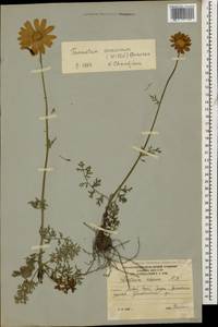 Tanacetum coccineum subsp. coccineum, Caucasus, South Ossetia (K4b) (South Ossetia)