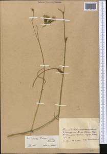 Candollea turkestanica (Franch.) Yild., Middle Asia, Western Tian Shan & Karatau (M3) (Kyrgyzstan)