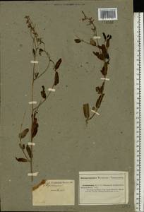 Poacynum tauricum (Pobed.) Mavrodiev, Laktionov & Yu. E. Alexeev, Eastern Europe, Lower Volga region (E9) (Russia)