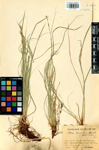 Carex lanceolata Boott, Siberia, Baikal & Transbaikal region (S4) (Russia)