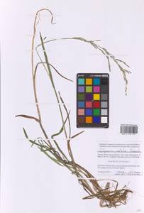 Glyceria notata Chevall., Eastern Europe, Moscow region (E4a) (Russia)