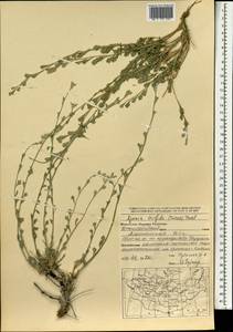 Ajania trifida (Turcz.) A. A. Muldashev, Mongolia (MONG) (Mongolia)