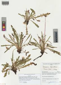 Taraxacum bessarabicum (Hornem.) Hand.-Mazz., Siberia, Altai & Sayany Mountains (S2) (Russia)