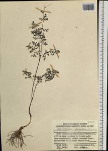 Thalictrum foetidum L., Siberia, Russian Far East (S6) (Russia)