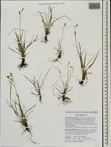 Carex capillaris L., Eastern Europe, Northern region (E1) (Russia)