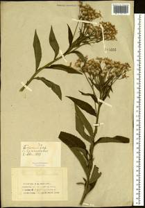 Senecio nemorensis L., Siberia, Western (Kazakhstan) Altai Mountains (S2a) (Kazakhstan)