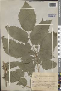 Aruncus sylvester Kostel., Siberia, Russian Far East (S6) (Russia)