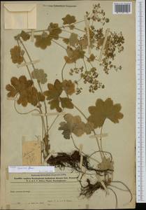 Alchemilla speciosa Buser, Caucasus, Azerbaijan (K6) (Azerbaijan)