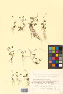Ranunculus pygmaeus Wahlenb., Siberia, Russian Far East (S6) (Russia)