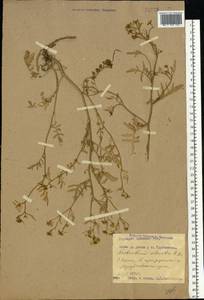 Rorippa sylvestris (L.) Besser, Eastern Europe, Western region (E3) (Russia)